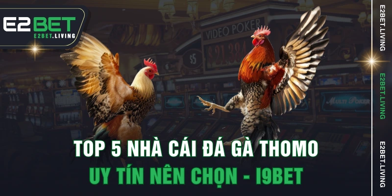 Top 5 nhà cái đá gà Thomo uy tín nên chọn - i9Bet